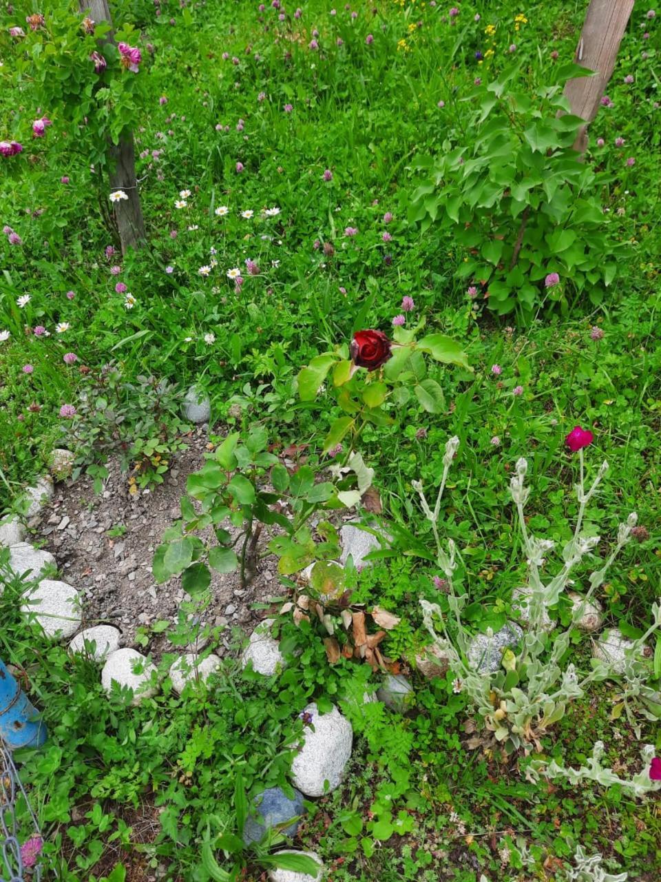 Guesthouse "Megi" Mestia Dış mekan fotoğraf